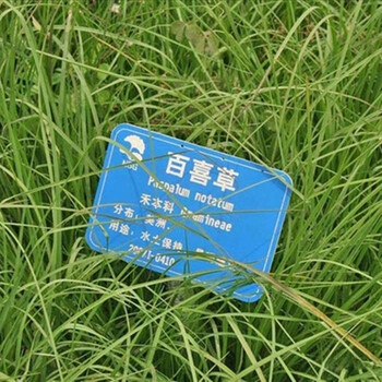 沫澄 草籽 百喜草 暖季型草坪 四季青草坪种子 百喜草种子