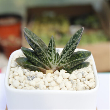 沃绣精品多肉植物精选22款多肉新品盆栽花盆花卉植物多肉植物盆栽子宝 图片价格品牌报价 京东 沃绣精品多肉植物精选22款多肉新品盆栽花盆花卉植物多肉植物盆栽子宝 图片价格品牌报价 京东