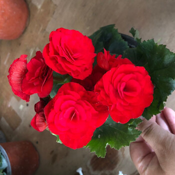 丽格海棠玫瑰海棠花盆栽带花发货客厅阳台花卉盆栽植物四季开花红色不含盆 图片价格品牌报价 京东