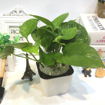 家养花卉球茎兰花绿萝盆栽室内绿植物 绿萝仿陶塑料盆 带盆栽好