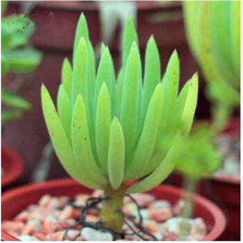 千特园艺 多肉植物 营养土 紫牡丹仙人多肉植物