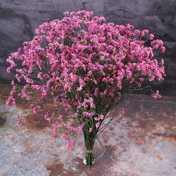 原红色水晶草12支30厘米 干树枝