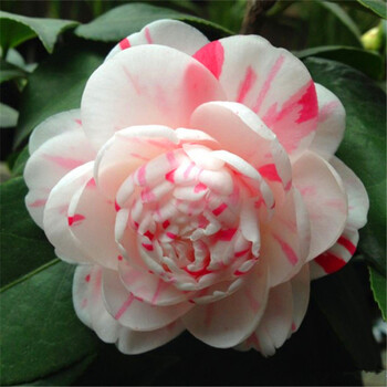 折】茶花苗 室内盆栽山茶花树苗 大苗带花苞 庭院阳台种植 抓破美人脸