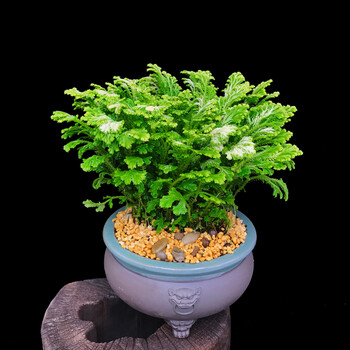 银边卷柏还魂草盆栽室内茶几办公室桌上趣味耐养盆景净化空气绿植 银