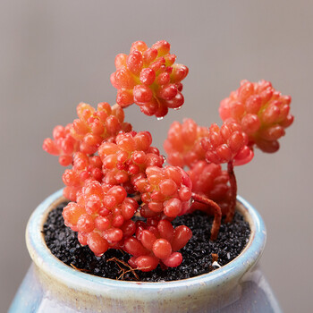 红色浆果 多肉绿植 防辐射肉肉植物 盆栽 红色浆果