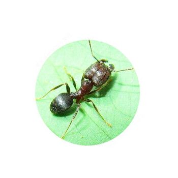 伊大头蚁pheidole yeensis活体家园工坊科普教育森大头蚁 3后200工