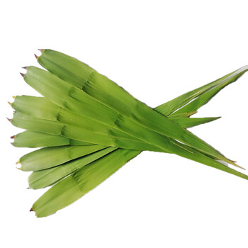 苇子叶 芦苇叶 粽子叶 送绳子 农家新鲜粽叶 包粽子叶 北方苇子叶 约