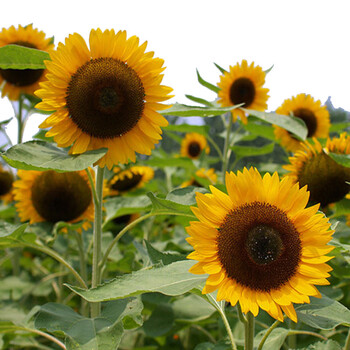 一播大地观赏向日葵种子花卉盆栽种子庭院绿化工程花卉种子观赏大花向日葵半斤 图片价格品牌报价 京东