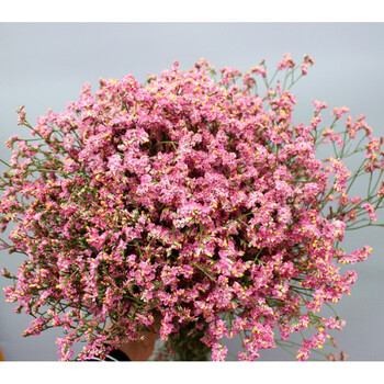 粉色水晶草 可干花 家居客厅插花 水晶草 鲜花速递