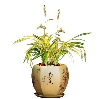 华香园绿植花卉兰花苗吉祥如意建兰四季兰中透线叶艺浓香办公室内盆栽
