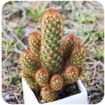 御春阁24款迷你仙人球实生根懒人易养护仙人掌科多肉盆栽多肉植物不含盆金手指 图片价格品牌报价 京东