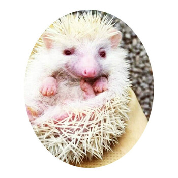 自家繁殖种非洲迷你刺猬活体 小宠物宝宝健康 白色母_ 2折现价158元