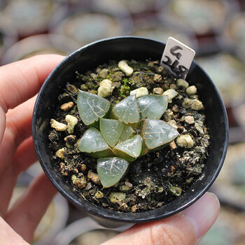 利勿浦十二卷 木叶 克里克特寿 一物一拍多肉植物 g268(盆口7cm) 带