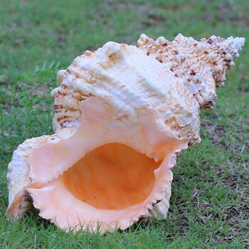 石号螺天然金口蛙螺大海螺贝壳创意海螺壳鱼缸造景装饰品居家摆件xh1