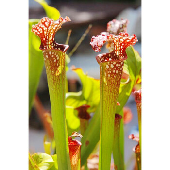 盆栽 食虫植物-花哈密瓶子草 整棵高20~25cm 含盆