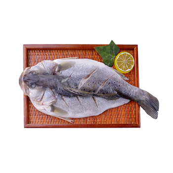 宜统山果 海鲜鱼海南石鲈鱼 1.5kg