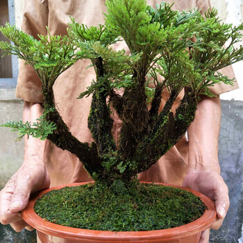 卷柏盆栽野生九死还魂草假山吸水石盆景绿植懒人室内桌面不死植物 z