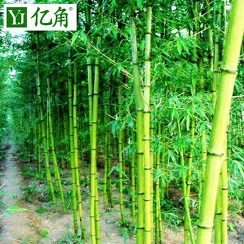 庭院别墅阳台绿化竹苗青竹竹子根苗盆栽地栽 紫竹苗篱笆围墙装饰 青竹3公分（10棵） 不含盆【图片 价格 品牌 报价】-京东