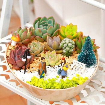多肉植物组合盆栽萌肉肉植物新手套餐含盆带土室内桌面小盆景只为遇见你含盆 图片价格品牌报价 京东