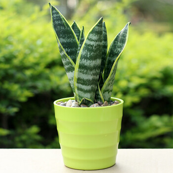 虎皮兰盆栽植物 办公桌面阳台多肉绿植 金边青叶虎皮兰 虎皮兰 绿色
