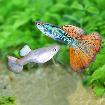 热带鱼孔雀鱼活体小型淡水鱼凤尾鱼练手鱼观赏鱼小鱼 美杜莎孔雀鱼x1