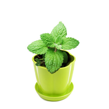 猫薄荷种植套装猫薄荷种子催吐毛球改善食欲猫薄荷盆栽