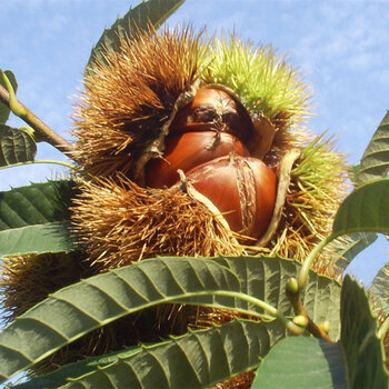 一枝春 板栗树苗批发盆栽果树苗嫁接大红袍南方北方种植庭院 蜜蜂球