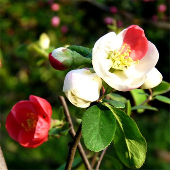樱花苗紫藤苗桂花树苗盆栽室内外绿植花卉观花庭院阳台鸳鸯海棠三年苗