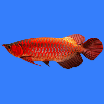 活体红龙鱼印尼超血红龙鱼辣椒超血红龙鱼血麒麟印尼翘头小红龙观赏鱼