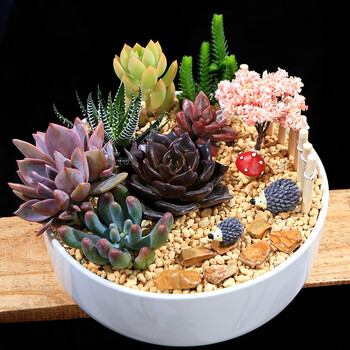 沁心园 多肉组合盆栽套餐 diy植物 绿植创意盆栽花卉 生日礼物 zh029