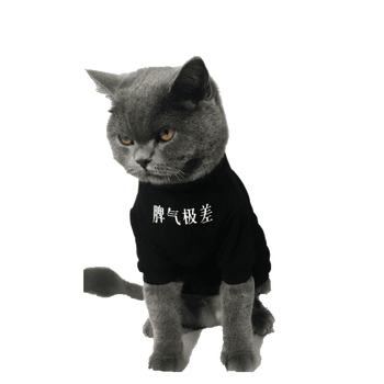 原创潮牌猫咪衣服狗狗夏款子宠物装猫衣服短袖汉字脾气极差抖音 夏季