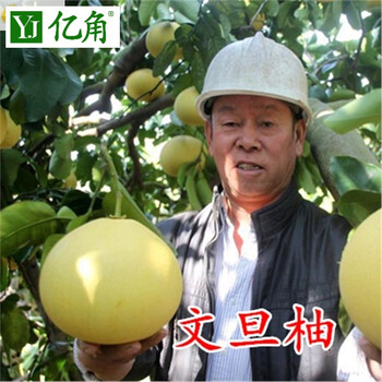 柚子苗红心蜜柚柚子树苗果树苗盆栽地栽当年结果正宗嫁接苗文旦柚2年小苗 图片价格品牌报价 京东