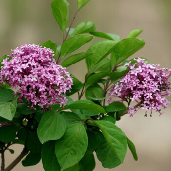 桜の語盆栽地栽紫丁香花苗樹苗白丁香花樹苗紫色丁香花盆栽盆景 絢麗