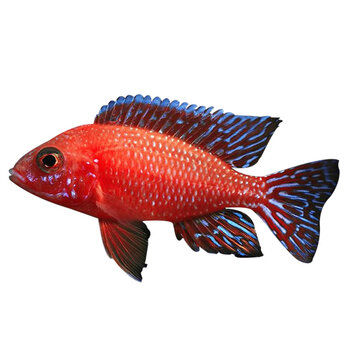 三湖慈鲷活体 马鲷科像海水鱼热带鱼活体小型淡水观赏鱼活体 雪中红/2