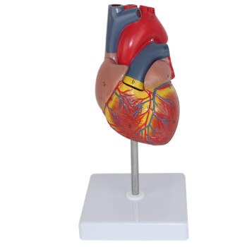 海医HeyModel 全医人体心脏模型 放大 可拆卸 带数字 心内科彩超科心血管科 1：1自然大心脏 02709
