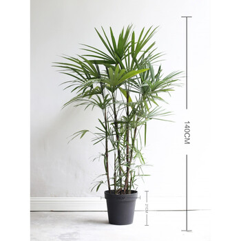 花明柳媚星河丨棕竹观音棕榈日本细叶贝叶棕大型北欧室内植物绿植盆栽