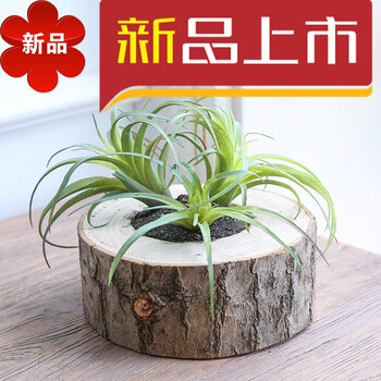 实木桩多肉盆栽植物仿真多肉盆景 客厅办公室桌面摆件 空气凤梨(木桩