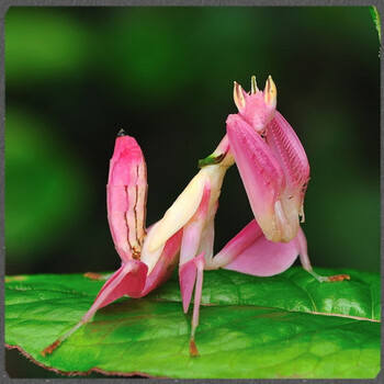 宠物螳螂 版纳兰花螳螂 2~3l 国产兰花 可拍照自选 2龄若虫