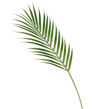 北欧ins仿真植物棕榈叶假葵叶花艺插花装饰花瓶假树叶套装道具 6头葵