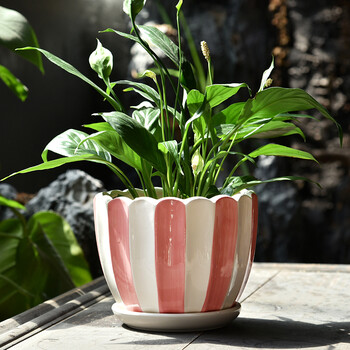 多肉花盆大号清仓室内阳台创意塑料绿萝兰花多肉花盆紫砂种花花盆托盘