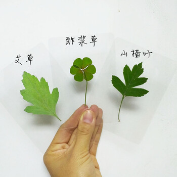 秋天真树叶植物标本 不同形状的叶片认识植物 过塑树叶 浅绿色 艾草