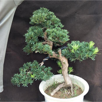 玫瑰情缘微型罗汉松盆景树桩造型 罗汉松盆景小型盆 原生雀舌罗汉松