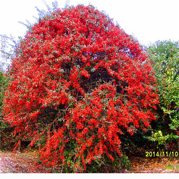 盆景桩头 四季常录白雪红果 火棘苗带刺树 红果火棘4厘米【图片 价格