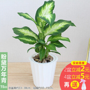 田间小径发财树盆栽万年红如意皇后室内水培植物富贵竹盆景粉黛万年青te03 白 图片价格品牌报价 京东