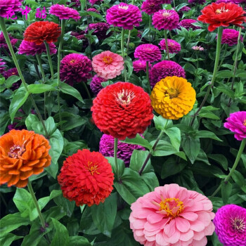 花中酷百日草种子百日菊花籽花种四季室外易活百日草花种子橙色百日草一斤 图片价格品牌报价 京东