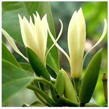 白兰花盆栽黄桷兰嫁接白兰花苗香白玉兰花树苗黄兰盆栽地栽苗白兰3年苗 图片价格品牌报价 京东