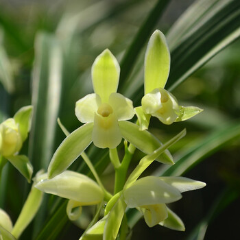 恬欣 兰花苗四季建兰金边线艺玉女素花艺双全清香易繁殖花卉绿植盆栽