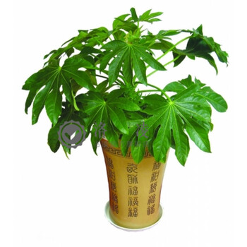 洛凌耐阴耐寒苗木 八角金盘 八方来财 四季长青 绿植盆栽 庭院植物 30