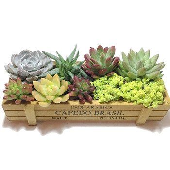 绿丝绦多肉植物盆栽组合新手套餐送花盆送土办公室桌面肉肉绿植花卉种子防辐射diy创意礼物微景观多肉盆栽组合 明媚 图片价格品牌报价 京东