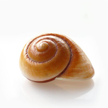 面包螺天然海螺贝壳鱼缸造景水族箱装饰寄居蟹卷贝鱼换壳多肉花盆